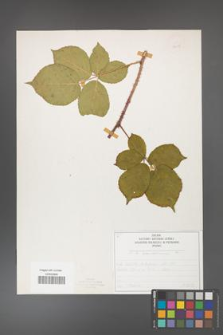 Rubus fabrimontanus [KOR 50435]