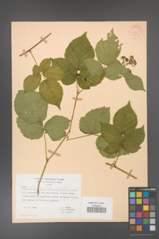 Rubus fabrimontanus [KOR 30963]