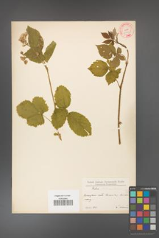 Rubus fabrimontanus [KOR 10594]