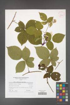 Rubus fabrimontanus [KOR 41595]