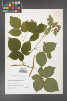 Rubus fabrimontanus [KOR 40811]