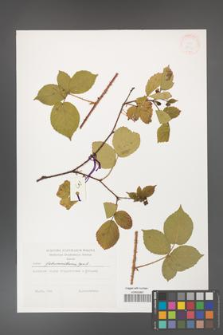 Rubus fabrimontanus [KOR 38336]