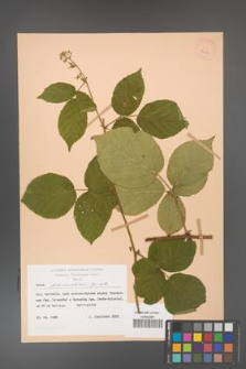 Rubus fabrimontanus [KOR 27996a]
