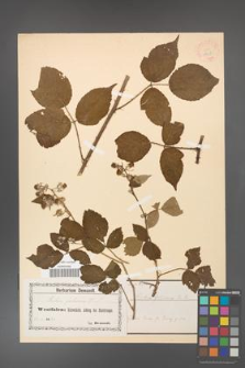 Rubus foliosus [KOR 18458]
