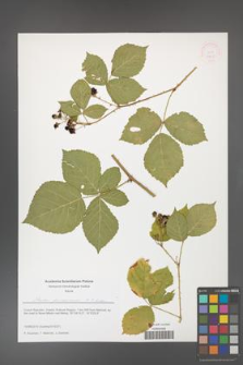 Rubus franconicus [KOR 51629]
