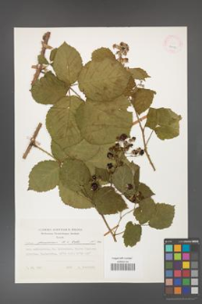 Rubus franconicus [KOR 24923]