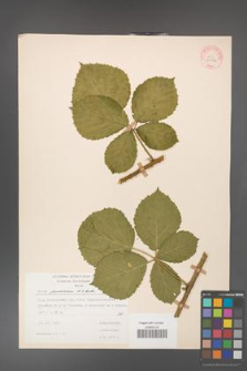 Rubus franconicus [KOR 30984]
