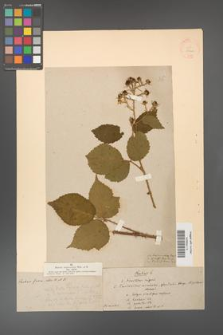 Rubus fusco-ater [KOR 18462]