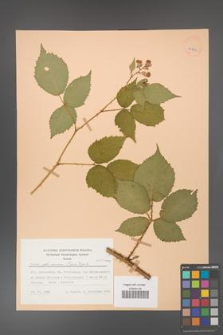 Rubus gliviciensis [KOR 25864]