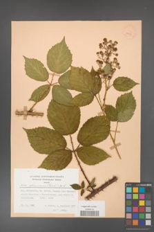 Rubus gliviciensis [KOR 25873]