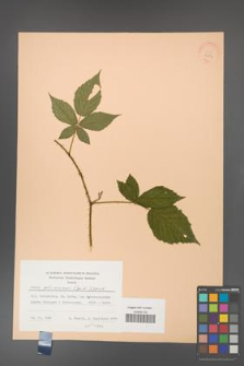 Rubus gliviciensis [KOR 22831]