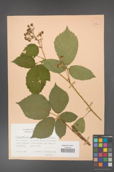 Rubus gliviciensis [KOR 25858]