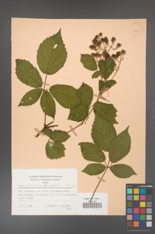 Rubus gliviciensis [KOR 25862]