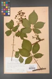 Rubus gliviciensis [KOR 25854]