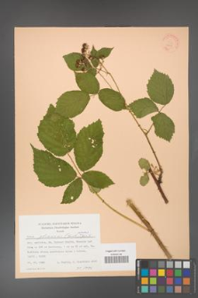 Rubus gliviciensis [KOR 22818]