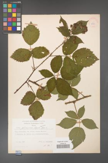 Rubus gliviciensis [KOR 25869]