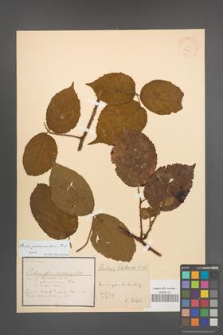 Rubus pedemontanus [KOR 18465]