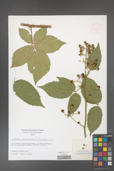 Rubus geminatus [KOR 51625]