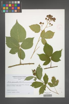Rubus geminatus [KOR 51607]