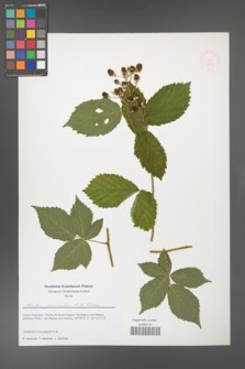 Rubus geminatus [KOR 51638]