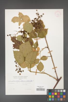 Rubus gliviciensis [KOR 25840]