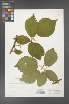 Rubus gliviciensis [KOR 25842]
