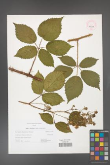 Rubus gliviciensis [KOR 44658]