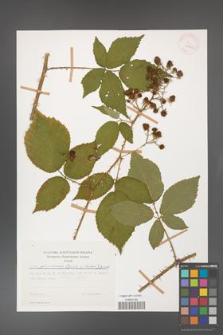 Rubus gliviciensis [KOR 29962]