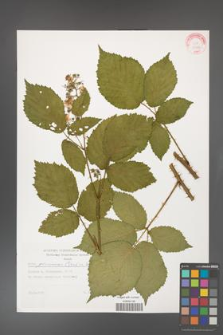 Rubus gliviciensis [KOR 29304]
