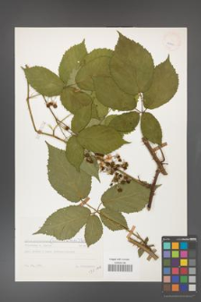 Rubus gliviciensis [KOR 25899]