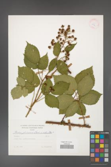 Rubus gliviciensis [KOR 25624]