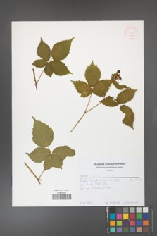 Rubus gothicus [KOR 52056]
