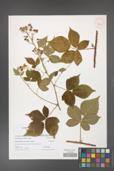 Rubus gothicus [KOR 40694]
