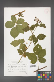 Rubus gothicus [KOR 39063]
