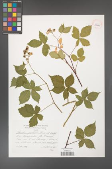 Rubus gothicus [KOR 39666]