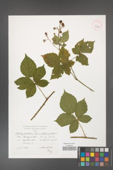 Rubus gothicus [KOR 39066]