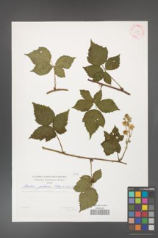 Rubus gothicus [KOR 29401]