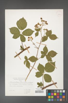 Rubus gothicus [KOR 31985]