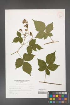 Rubus gothicus [KOR 40589]
