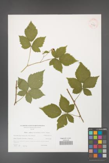 Rubus gothicus [KOR 40595]