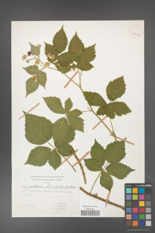 Rubus gothicus [KOR 31960a]