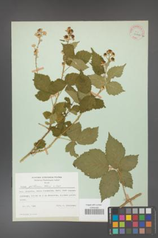 Rubus gothicus [KOR 31962a]
