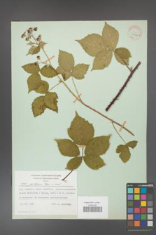 Rubus gothicus [KOR 31966]