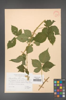 Rubus gothicus [KOR 31962]