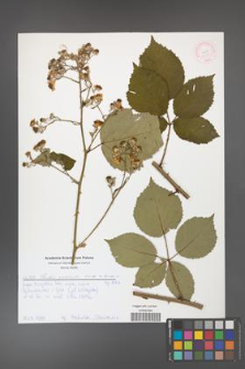 Rubus grabowskii [KOR 51974]