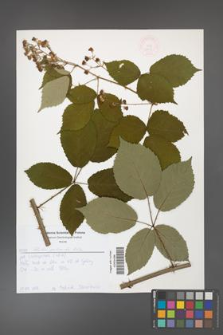 Rubus grabowskii [KOR 52615]