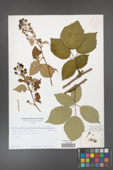 Rubus grabowskii [KOR 52009]