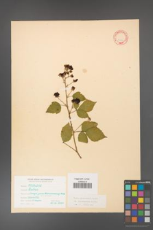 Rubus grabowskii [KOR 11092]