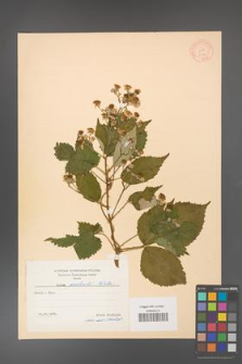 Rubus grabowskii [KOR 11074]