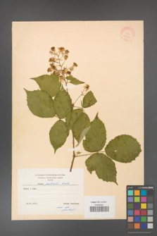 Rubus grabowskii [KOR 11063]